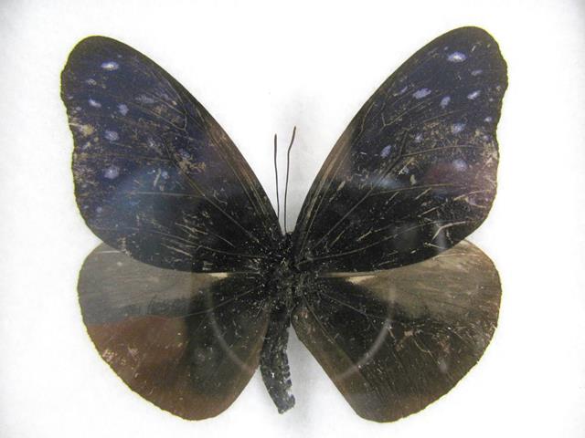 Dunkle Bestandsaufnahme des Striped Blue Crow Euploea mulciber mit braunen Hinterflügeln und kleinen hellen Vorderflügelflecken