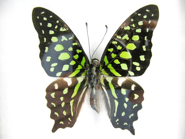 Tailed Jay Graphium agamemnon mit zahlreichen grünen Flecken auf dunklen Flügeln und kurzen Hinterflügelfortsätzen