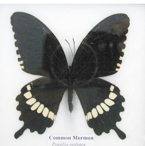 Common Mormon (Papilio polytes) mit dunklen Flügeln, heller Fleckenbinde und Schwanzfortsätzen
