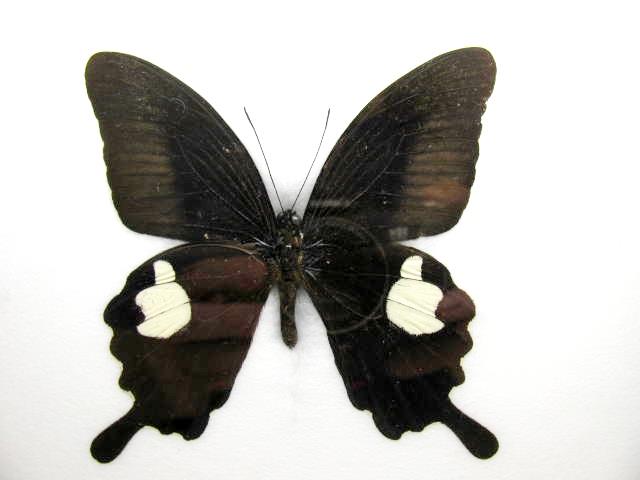 Red Helen (Papilio helenus), helle Ansicht mit großen cremefarbenen Hinterflügelflecken und dunklen Schwanzfortsätzen