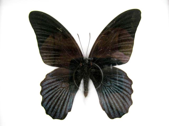 Great Mormon (Papilio memnon) mit dunklen Vorderflügeln und blau schimmernder Zeichnung der Hinterflügel