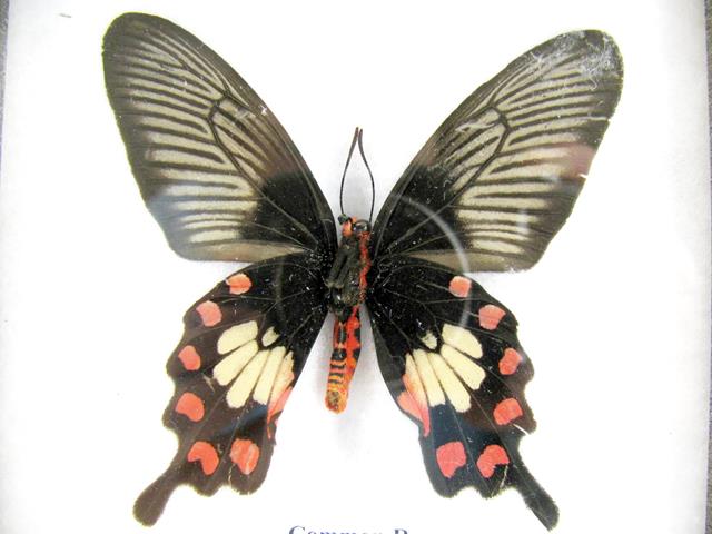 Common Rose Pachliopta aristolochiae mit roten Hinterflügelflecken, hellen Feldern und dunklen schwanzartigen Fortsätzen