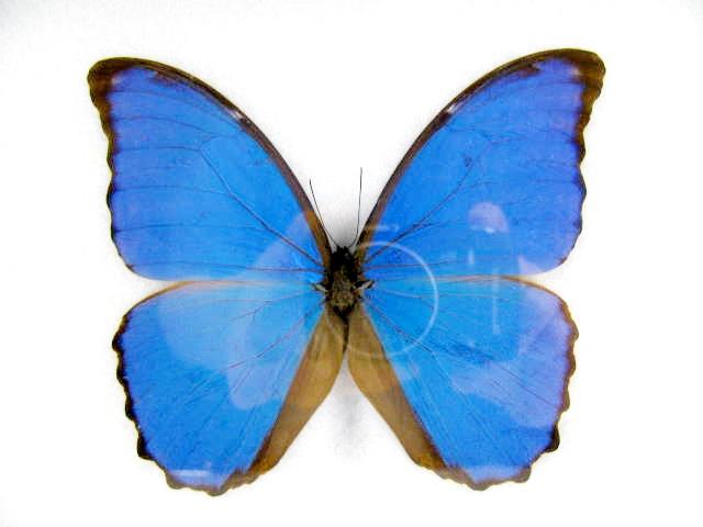 Morpho didius mit ausgebreiteten blauen Flügeln und schmalen dunklen Flügelrändern