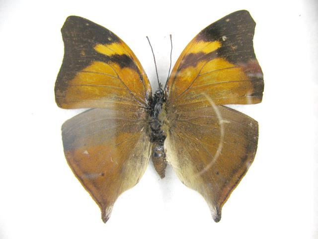 Autumn Leaf (Doleschallia bisaltide) mit orangebraunen Flügeln, dunklen Spitzen und kurzen Hinterflügelzipfeln