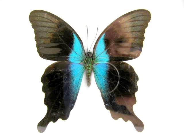 Peranthus Green Swallowtail mit leuchtend türkisblauen inneren Flügelflächen, dunklen Außenrändern und breiten Schwanzfortsätzen