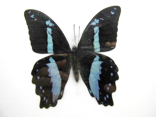 Papilio nireus mit hellblauen Querbändern und kleinen blauen Randflecken auf dunklen, schwanzlosen Flügeln