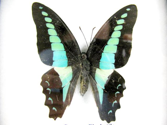 Common Bluebottle Graphium sarpedon mit türkisgrünem Flügelband und kleinen hellen Hinterflügelflecken