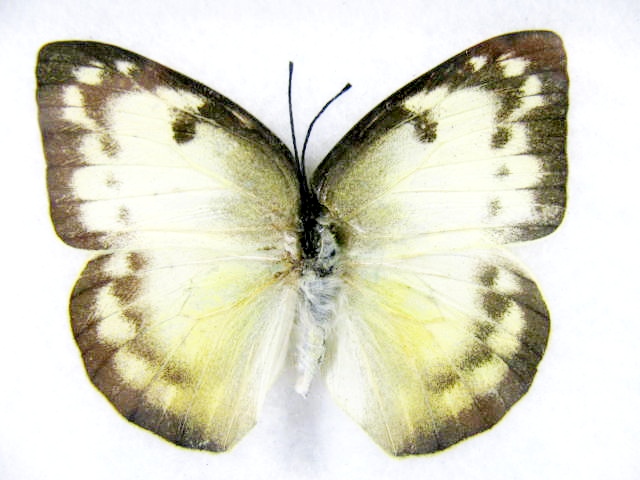 Mottled Emigrant Catopsilia pyranthe mit cremeweißen Flügeln, gelblichen inneren Flächen und dunklen Rändern