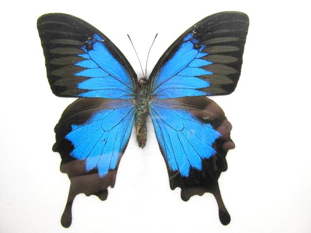 Papilio ulysses mit großen blauen Flügelflächen, schwarzen Rändern und Flügelschwänzen