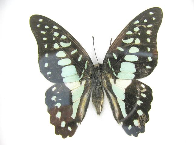 Common Jay Graphium doson mit hellgrünen bis bläulichen Flecken und dunklen zugespitzten Vorderflügeln