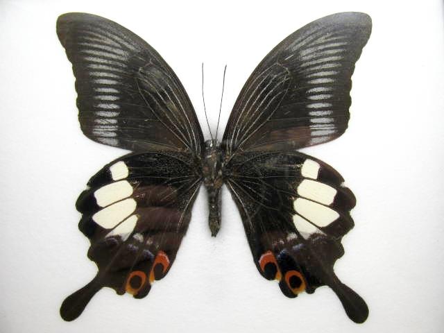 Great Helen (Papilio iswara) mit dunklen Vorderflügeln, großen cremeweißen Hinterflügelfeldern und rötlichen Randzeichnungen