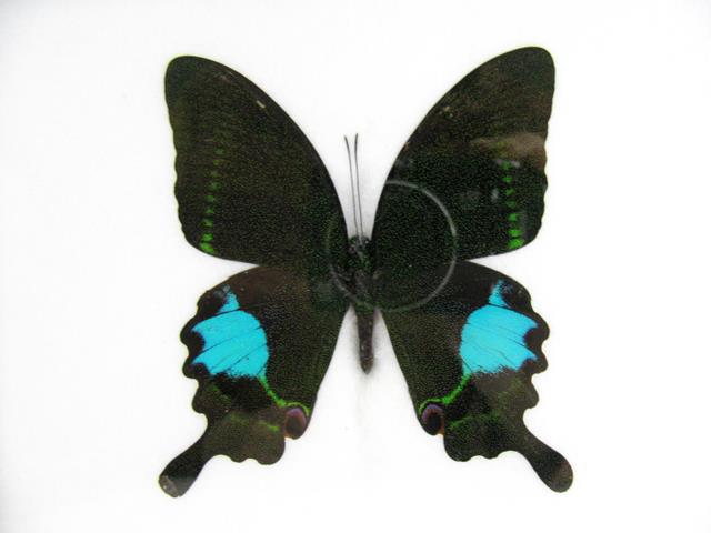 Paris Peacock (Papilio paris) mit türkisblauen Hinterflügelflecken, dunklen Vorderflügeln und langen Flügelschwänzen