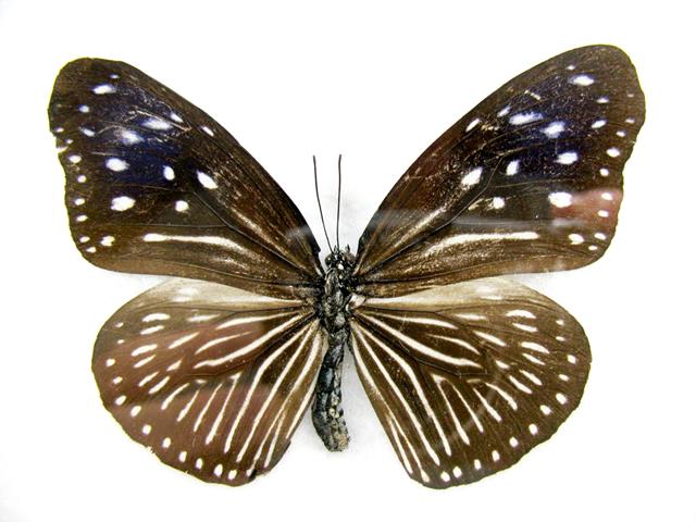 Striped Blue Crow Euploea mulciber mit weißen Streifen auf braunen Hinterflügeln und hellen Vorderflügelflecken