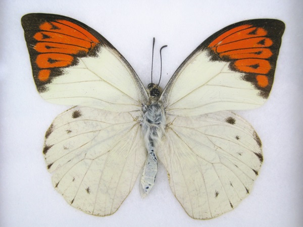 Great Orange Tip Hebomoia glaucippe mit orangefarbenen Vorderflügelspitzen, dunkler Einfassung und hellen Hinterflügeln