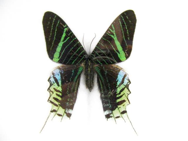 Urania leilus mit schwarzen Flügeln, grünen Bändern und hellen auslaufenden Hinterflügeln