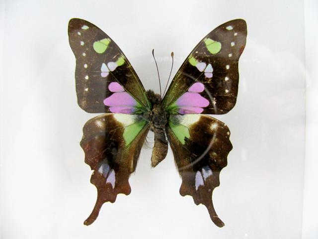 Purple Spotted Swallowtail Graphium weiskei mit violetten und grünen Flügelflecken und schlanken Schwanzfortsätzen