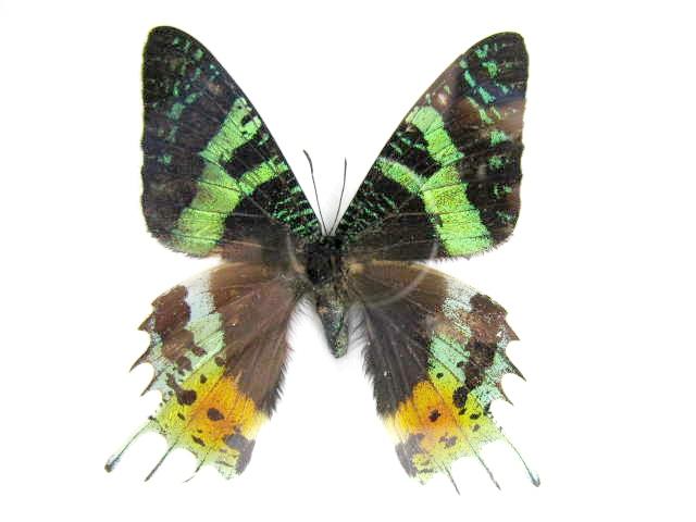Madagascar Sunset Moth (Chrysiridia rhipheus) mit grünen Bändern, bunten Hinterflügeln und mehreren Flügelzipfeln