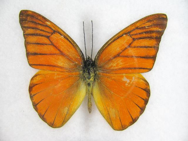 Orange Albatross Appias nero mit orangefarbenen ausgebreiteten Flügeln und deutlich sichtbaren dunklen Adern