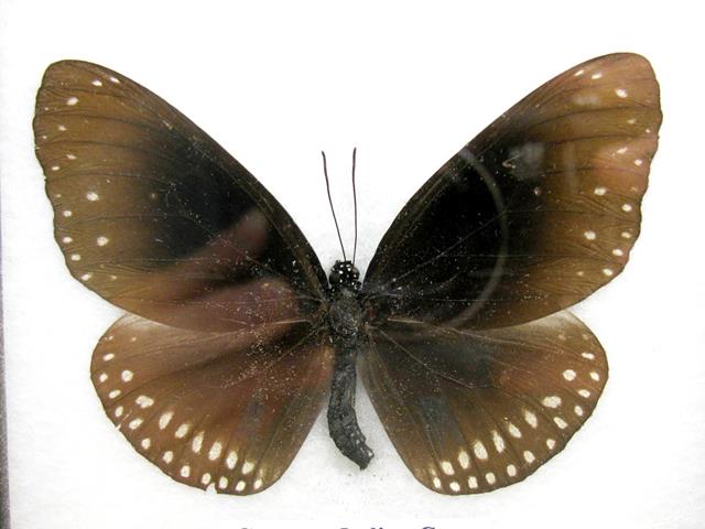 Common Indian Crow Euploea core mit braunen Flügeln und zwei hellen Punktreihen an den Hinterflügelrändern