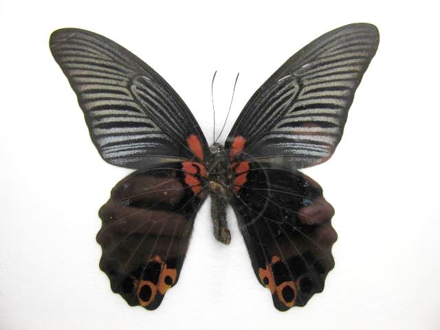 Great Mormon (Papilio memnon) mit roten Flügelansätzen, fein gestreiften Vorderflügeln und rötlichen Ringzeichnungen an den Hinterflügeln