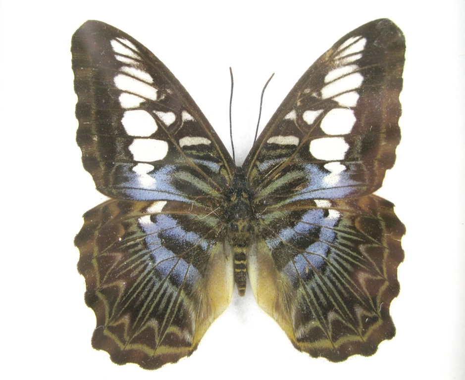 Clipper Parthenos sylvia mit weißen Vorderflügelflecken, blauen Bändern und fein gezeichneten Hinterflügeln