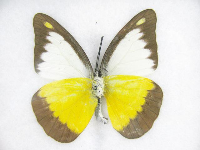Chocolate Albatross Appias lyncida mit gelben Hinterflügeln, hellen Vorderflügelfeldern und breitem braunem Saum